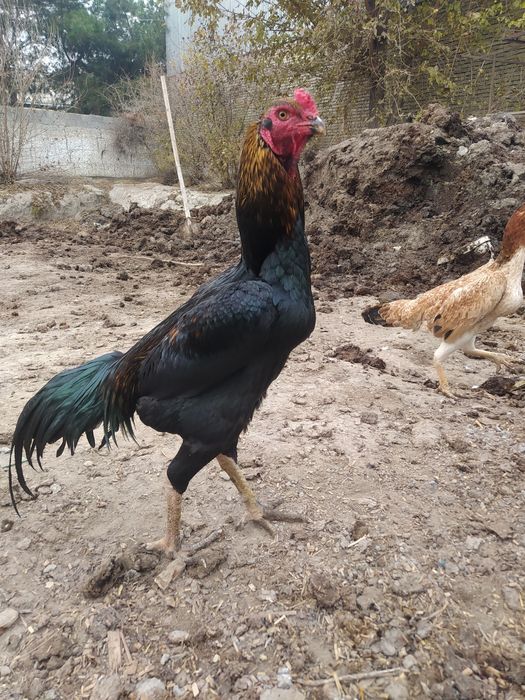 Dakang horoz sotladi