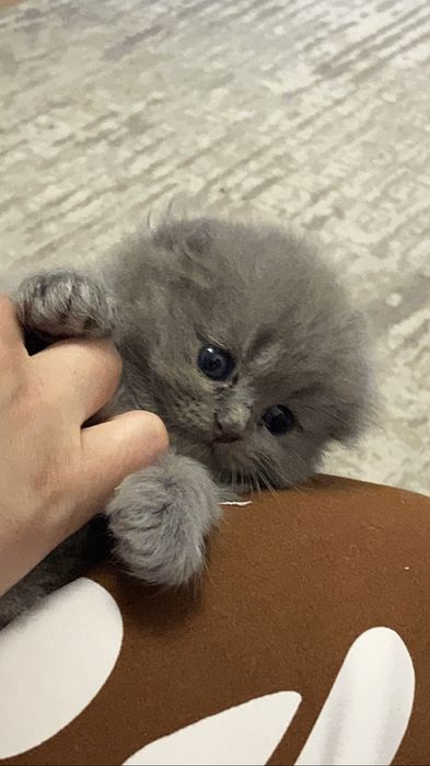 Шотланские котята
