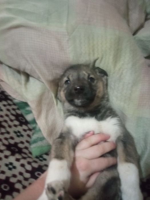 Отдам щенят бесплатно