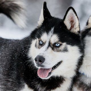 Хаски девочка молоденькая