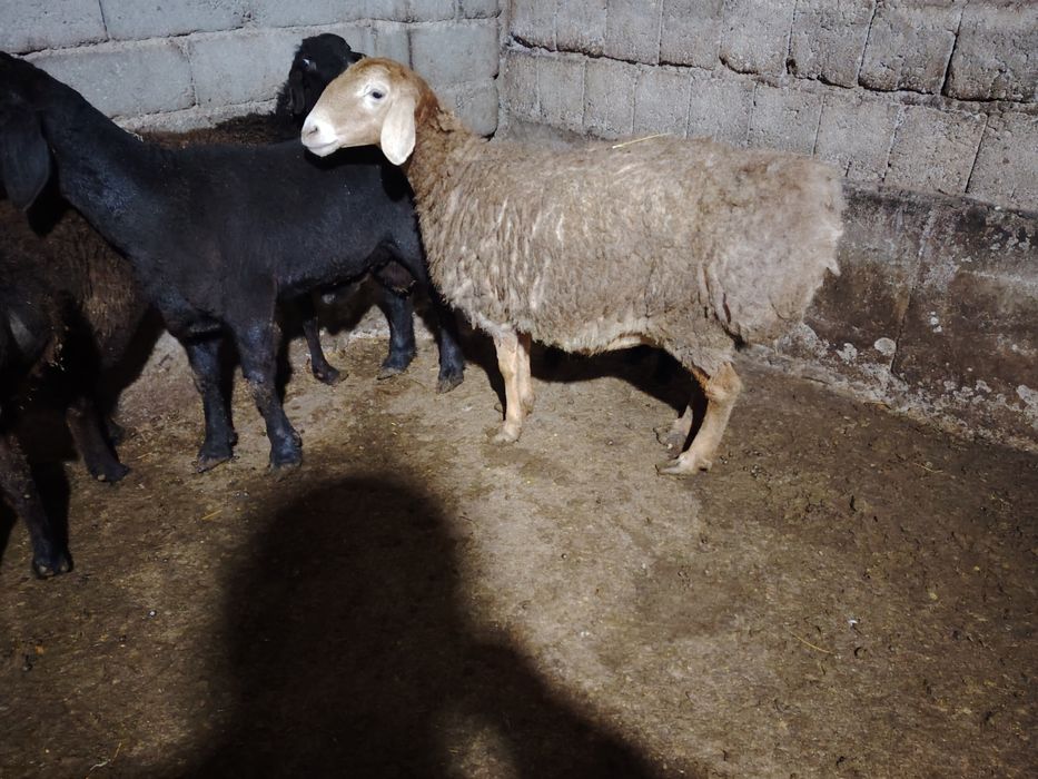 Ona bola qo'ylar sotiladi