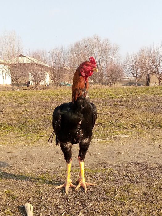 Dakan xuroz sotiladi