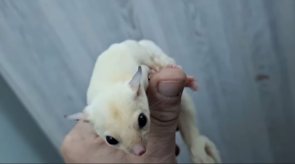 sugar glider (planor de zahar,veverita zburatoare)