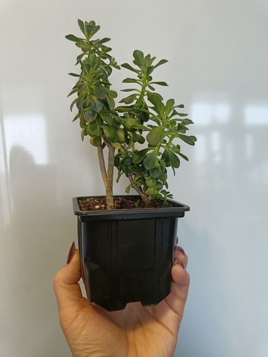 Продам цветок аихризон