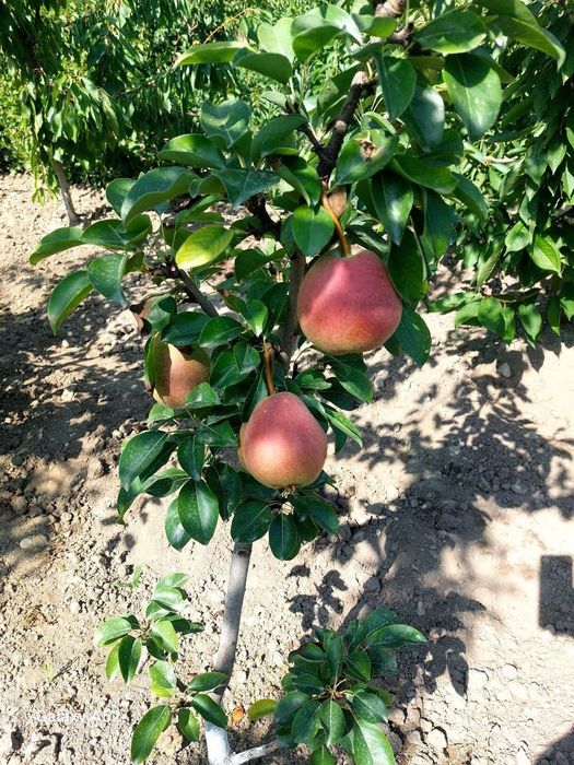 NOK НОК Koʻchaatlari sotuvda sortiga kafolat beramiz