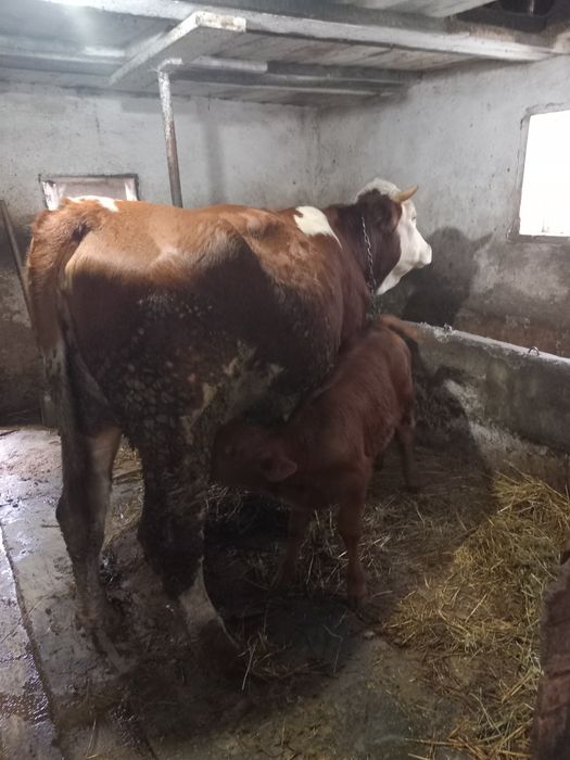 Vând vaca baltata românească cu vițel angus