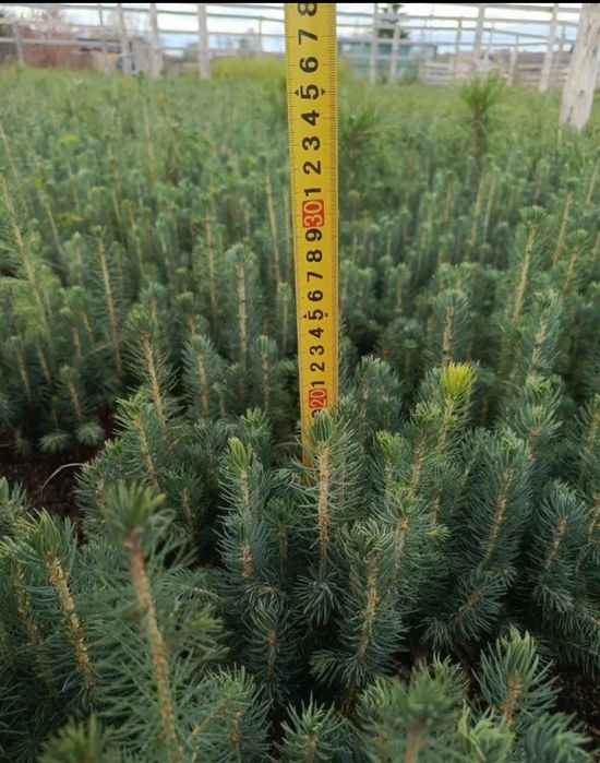 Sifatli Evropa ideal koʻchatlari