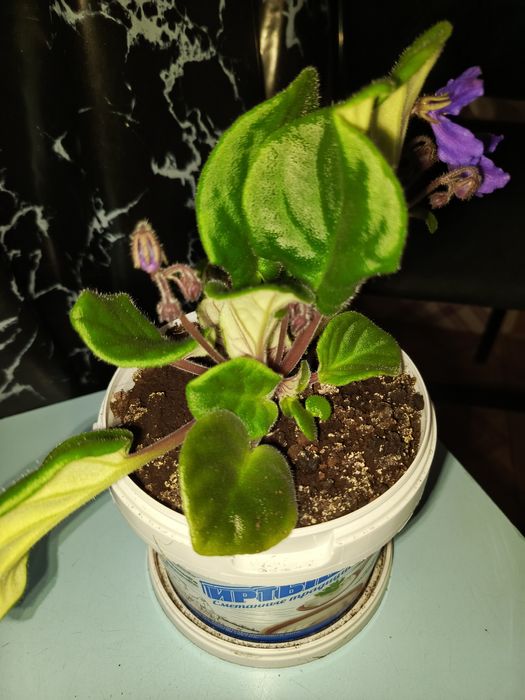 Продам цветок фиалка