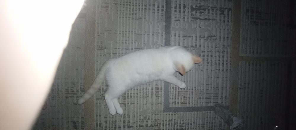 потерялся кот    .