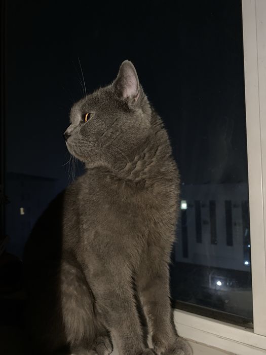 Британский мушук сотилади