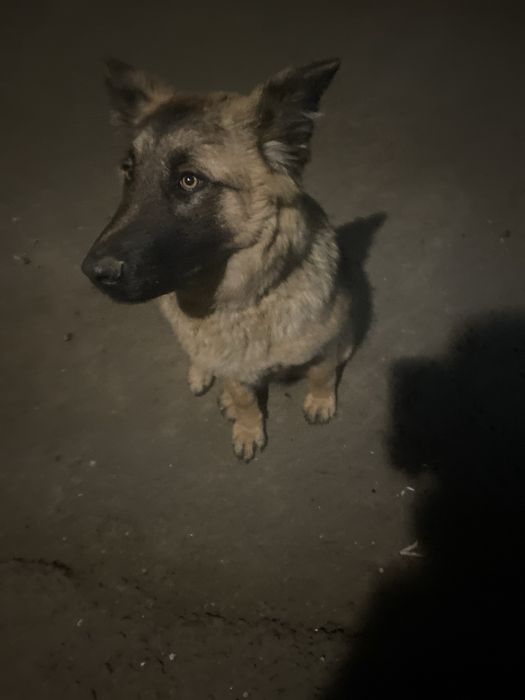 Бельгиский овчарка сатылады