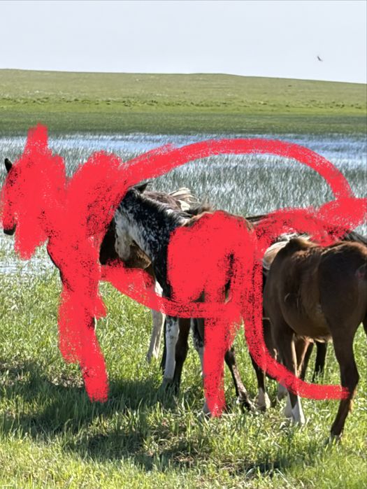 Продам лошадей 2 головы