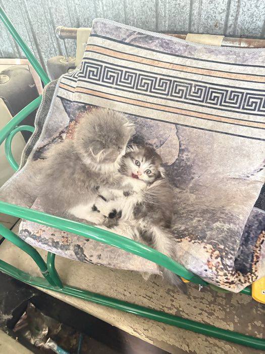 Срочно продам котят
