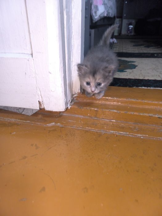 Отдам котят мама майкун