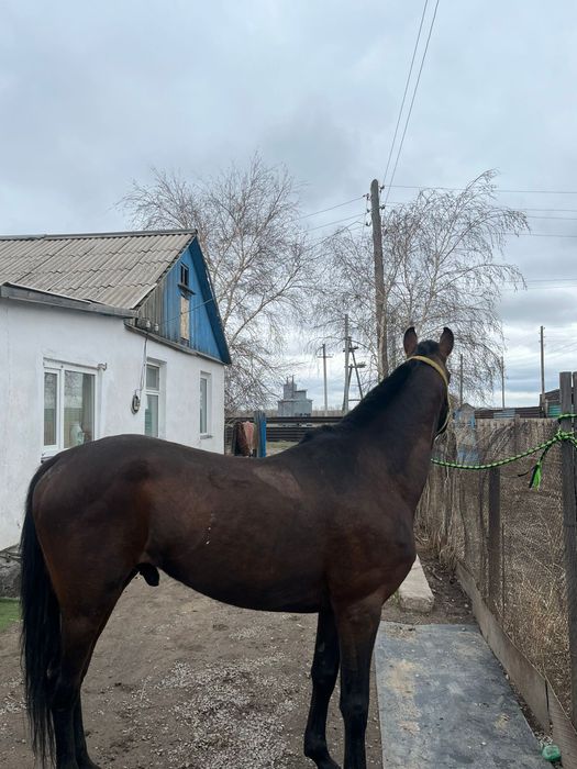 Продам лошадь чистокровный