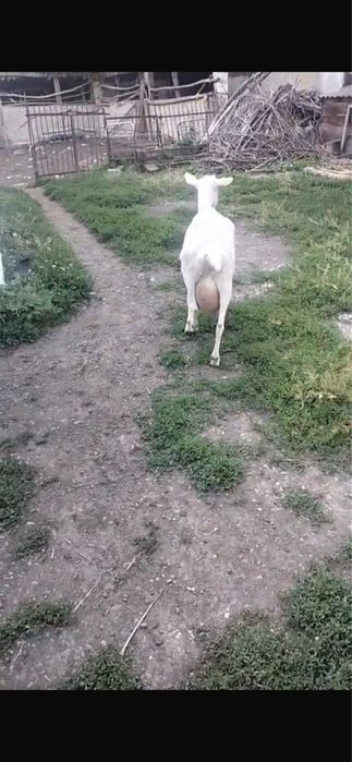 сүтті ешкі сатылады