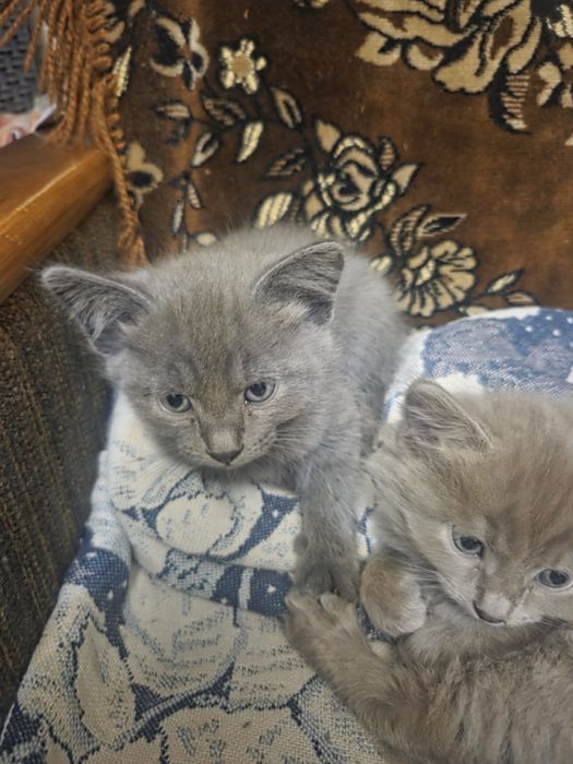 Котята , 4 штуки