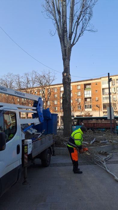 Defrișării/Curățare Grădini/Tăiere Arbori cu alpiniști Rapid