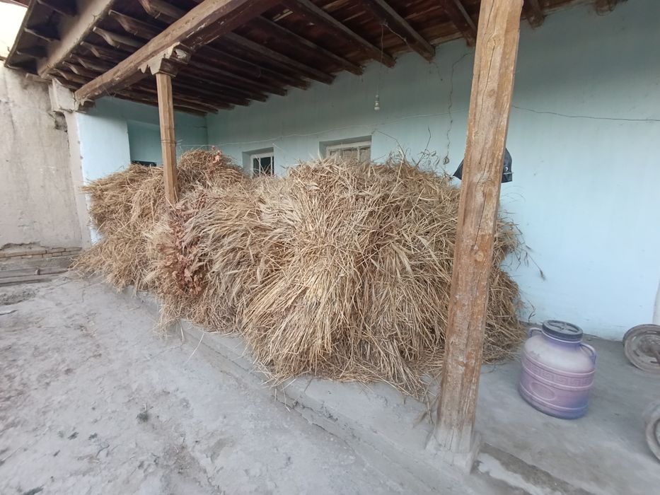 Arpa poyasi bilan sotiladi