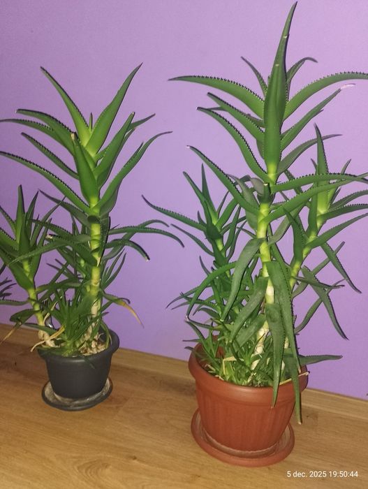 Aloe Vera 4 bucăți.