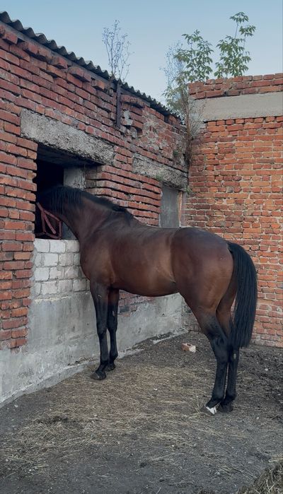 Продам жеребца….