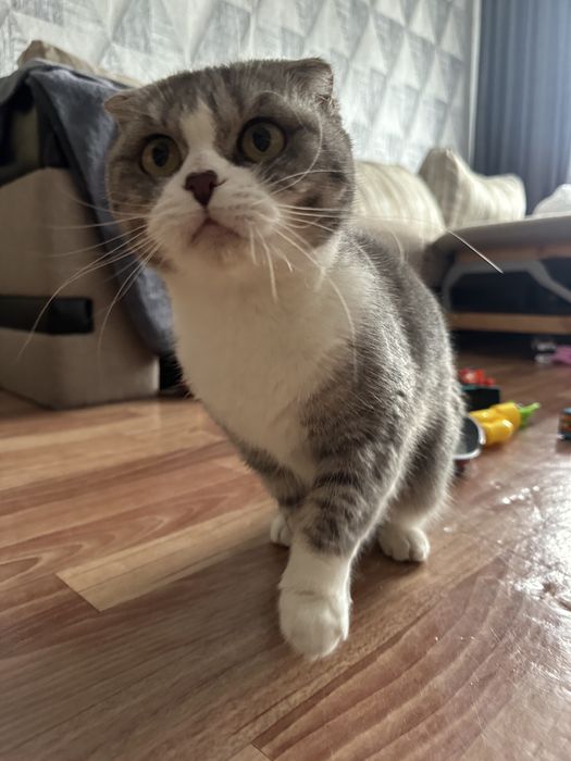 В добрые руки вислоухая