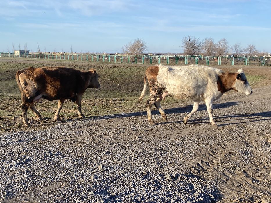 Продам Две коровы!