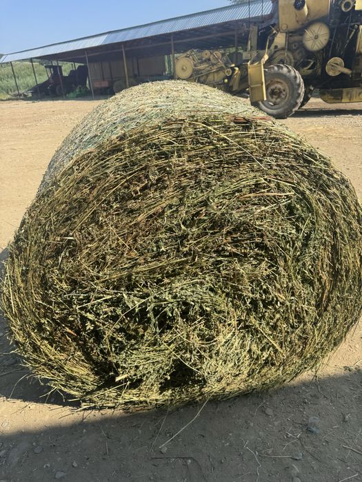 Baloti lucerna coasa 3