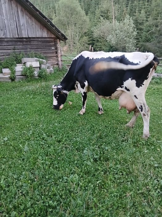Vaca  cu vitel de  7 săptămâni.