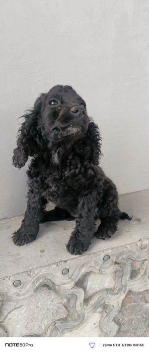 Ovchi it sotiladi 500