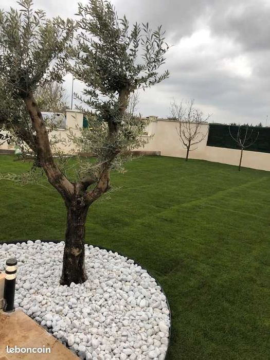 GAZON RULOU sport - Craiova