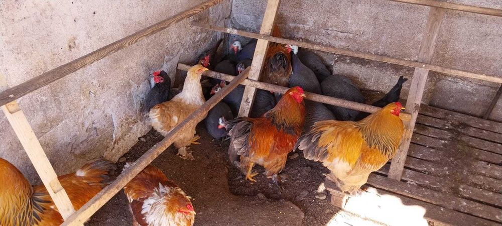 Familie brahma, 1 cocoș + 2 găini