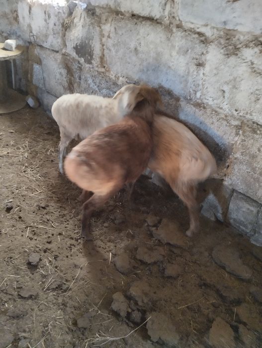 Продам барана (кошкар)