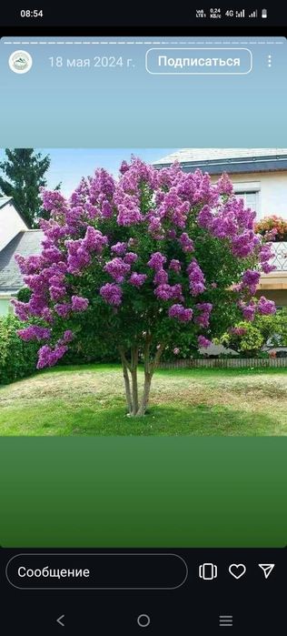 Ель сосна газон тополь