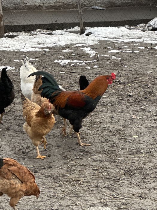 Xoroz va tovuqlar bor jaydari