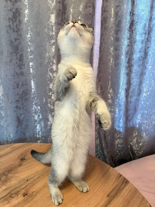 Шикарные котята большой выбор