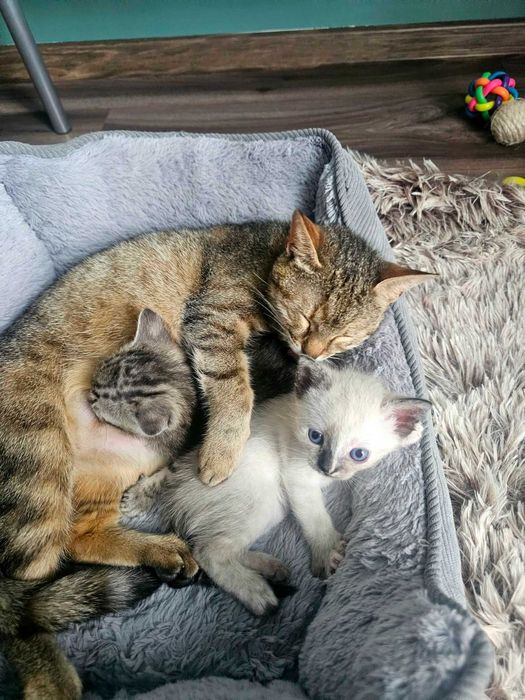 Donez pui de pisică drăgălași în județul Suceava