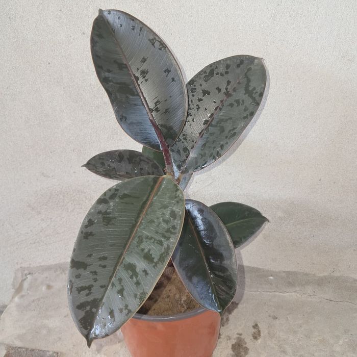 Продам комнатные цветы