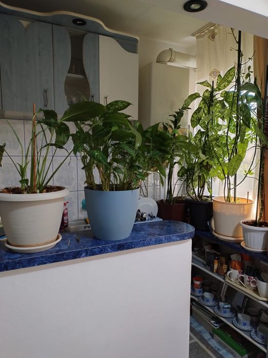 Vând apartament 3 camera Marghita