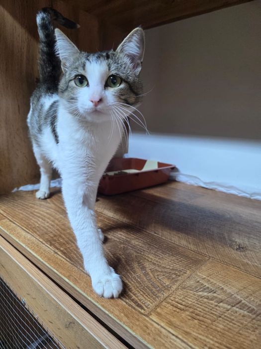 Котик в добрые руки