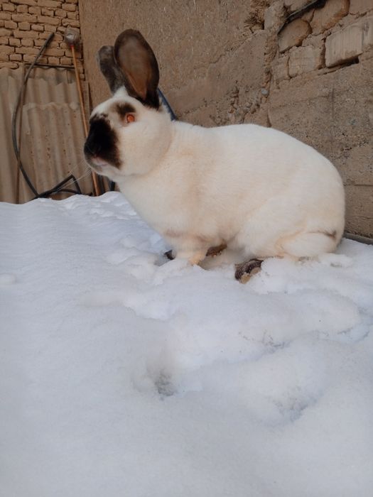 Kalifoʼrniya samest