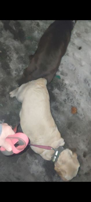 Щенки  лабрадора