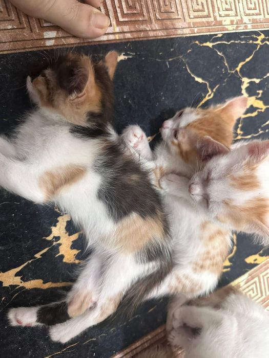 Отдам В Хорошие Руки