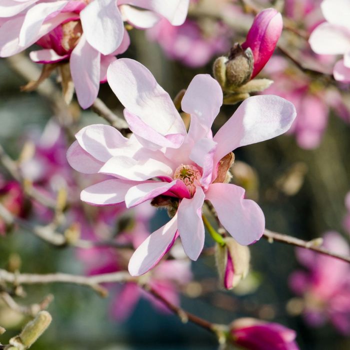 Magnolia Ruba Rustica