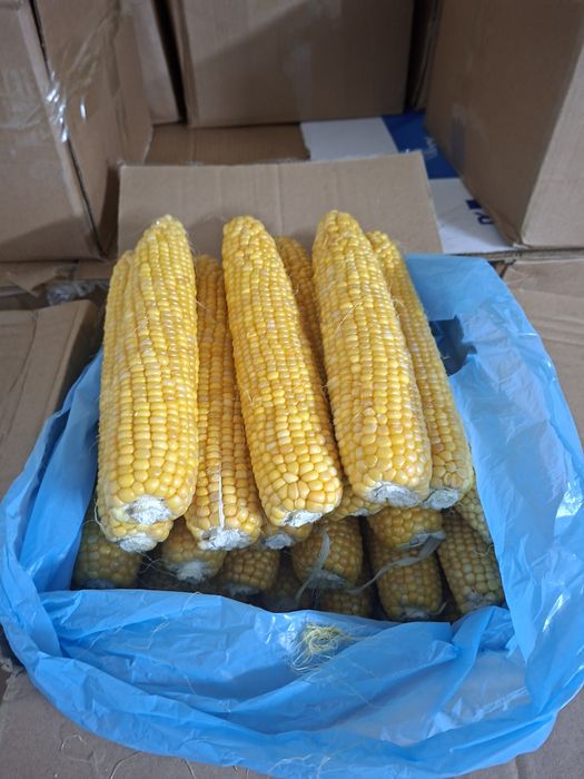 Кукуруза оптом сладкая