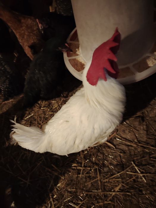 Vând cocoși Leghorn