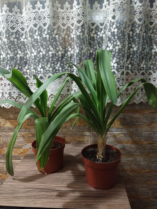 Срочно продаются Кринумы