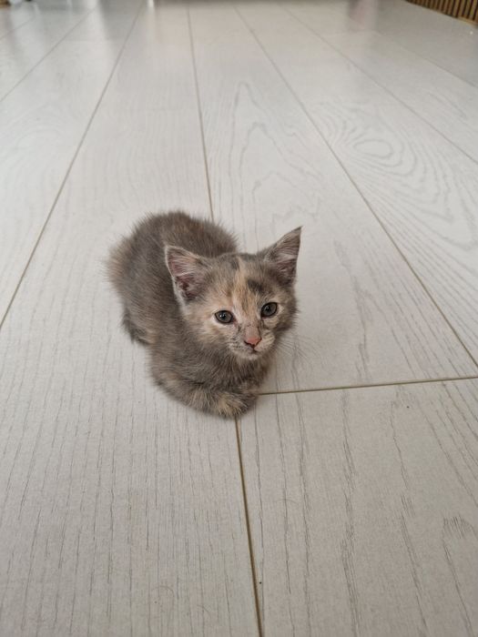 Отдадим даром котёнка