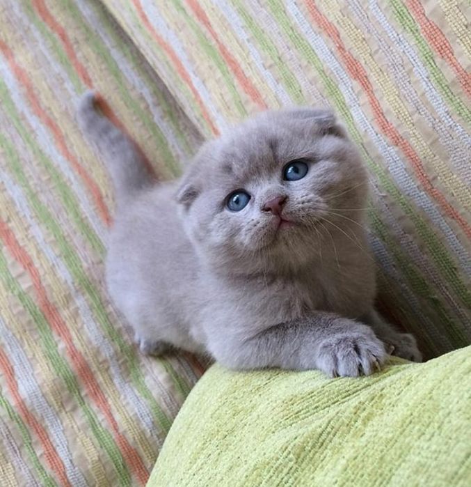 Скоттиш Страйт и Фолд.