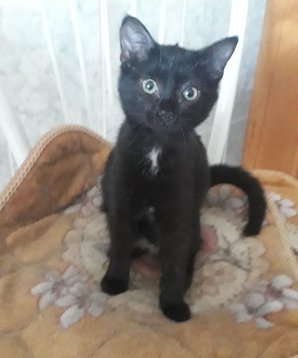 Девочка "Клякса", 4 месяца, ласковая в добрые руки